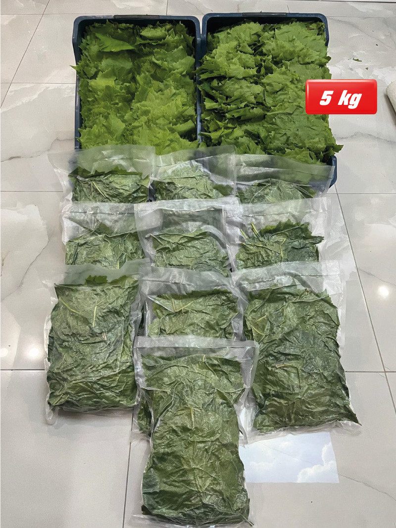 Vakumlu Taze Asma Yaprak 5kg